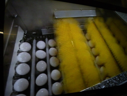 洗卵ブラシ