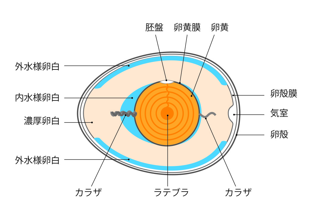 たまご構造