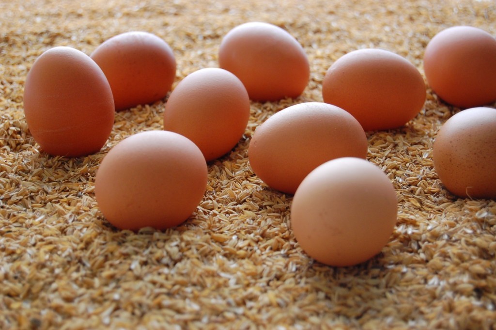 鶏は何歳まで卵を産むの 卵を使ったレシピ情報が満載 スタッフブログ