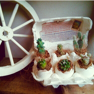 卵ガーデニング