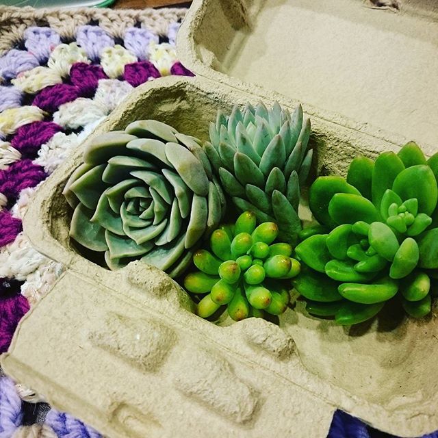 卵ガーデニンング②