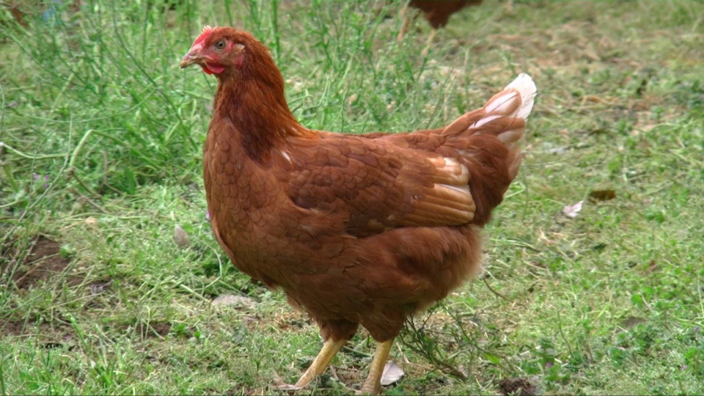 鶏は何歳まで卵を産むの 卵を使ったレシピ情報が満載 スタッフブログ