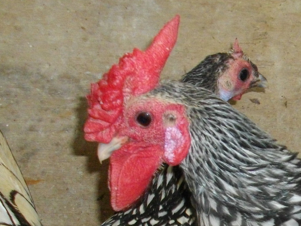 %e3%83%90%e3%83%a9%e5%86%a0