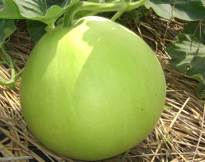 20150623221443%e3%81%ae%e3%82%b3%e3%83%92%e3%82%9a%e3%83%bc