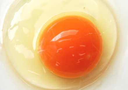 殻がない卵からヒヨコが誕生 世界中が大注目 大活躍の高校生たち 卵を使ったレシピ情報が満載 スタッフブログ
