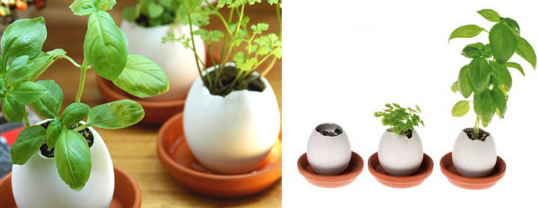 eggling-plant-you-hatch-from-egg-xl