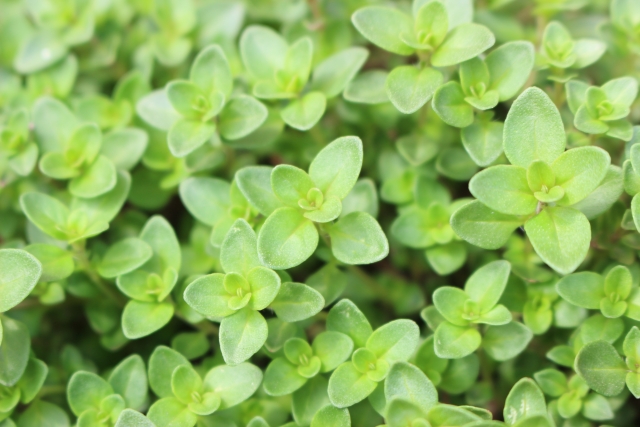 a2e427cdb9b84c28b009e8ebe3f325cf_s