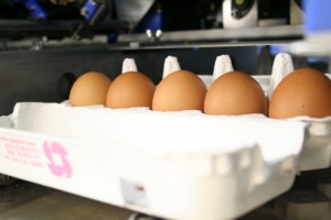 様々なサイズの卵について