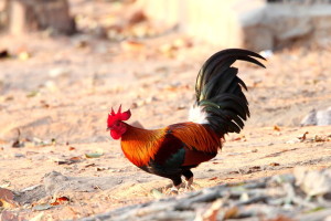 鶏が飛ばない理由はご先祖さまにあり？