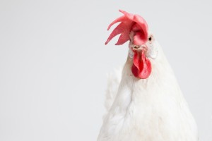 鶏の鳴き声はどのような仕組みなのでしょうか？