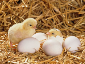 双子の卵からヒヨコは孵化する？