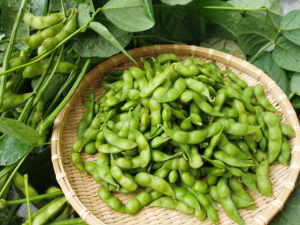 夏にぴったりの「鶴岡産だだちゃ豆」をご紹介します！！