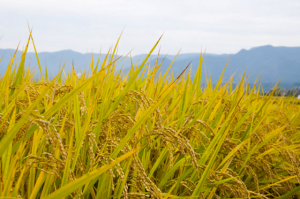 山田ガーデンファームのこだわりのお米を特別価格でご案内中！